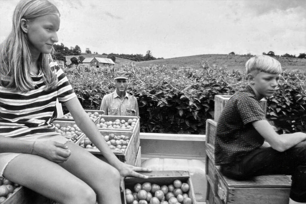 Tomato Farming